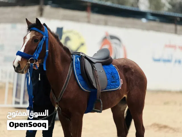 فرس قفز حواجز  مبتدئين او سيلة فرس ماشاءالله والبيع مستعجل