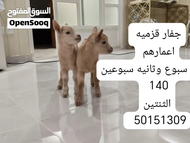 للبيع ماعز قزميه