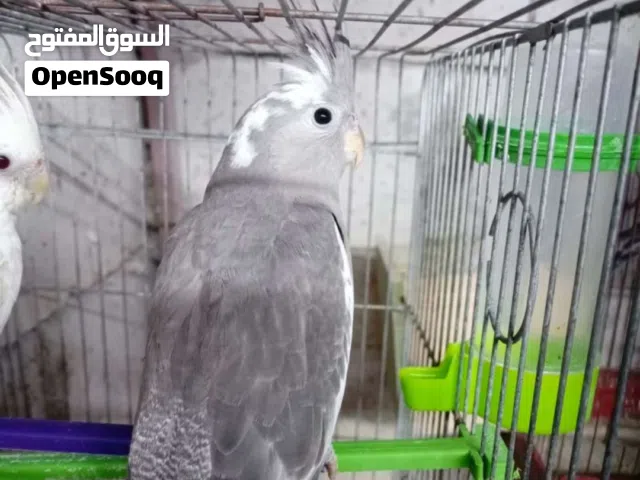 عصافير كوكتيل