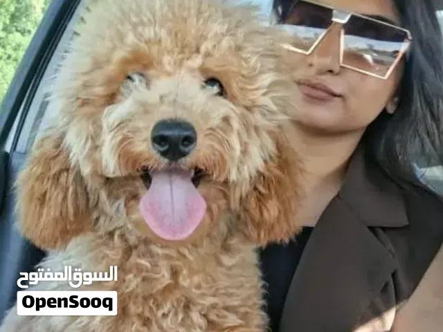 مينتشر بودل مطعم كل التطعيمات بالدفتر 5شهور متعلم التويلت علي البادز