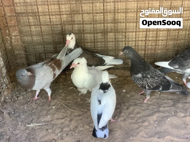 حمام انتاج زاجل وعربي