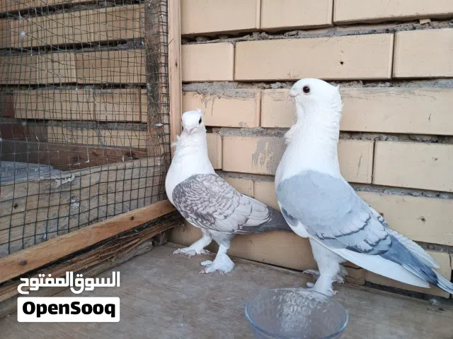 زوج ستلايت النثيه تريد تبيض مضمونات ونقيات ميه بالميه