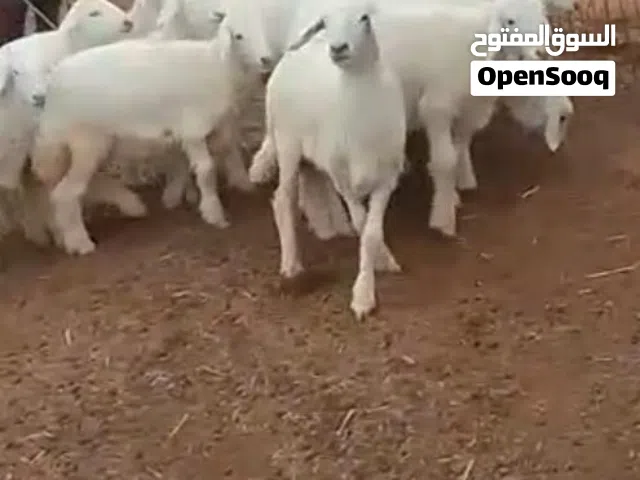 عرض لكم رخال للبيع
