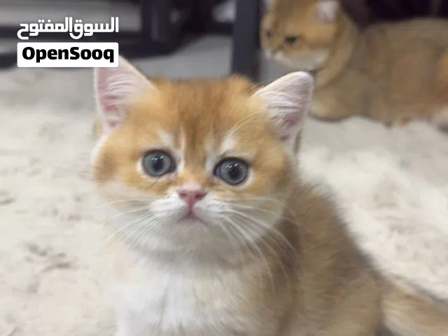 كيتينز سكوتش و بريتش ستريت ny 11 إناث