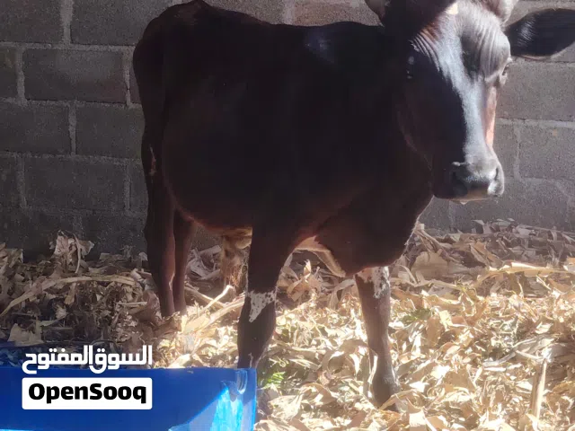 ثور ضفاري سمين