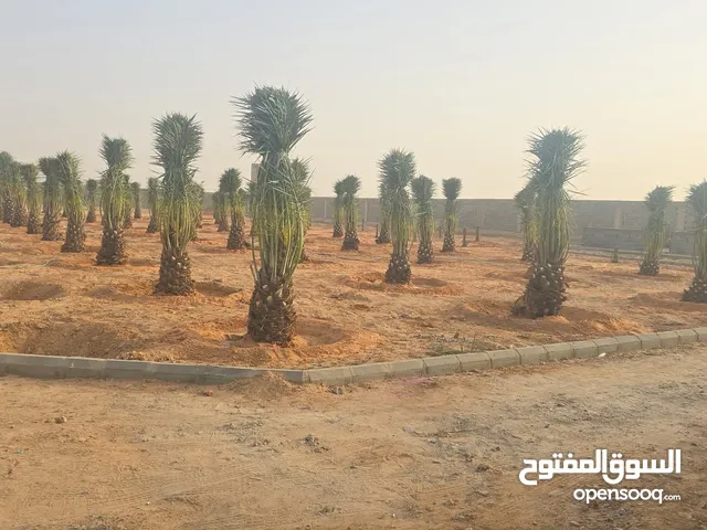 نورد جميع اصناف النخيل