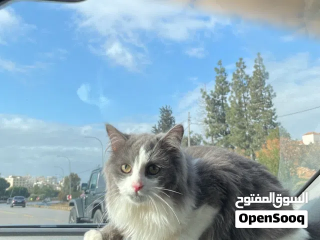 مطلوب بسه أنثى لذكر للتزاوج عندي ب اسرع وقت ماخذ المطاعيم كامله دون مقابل