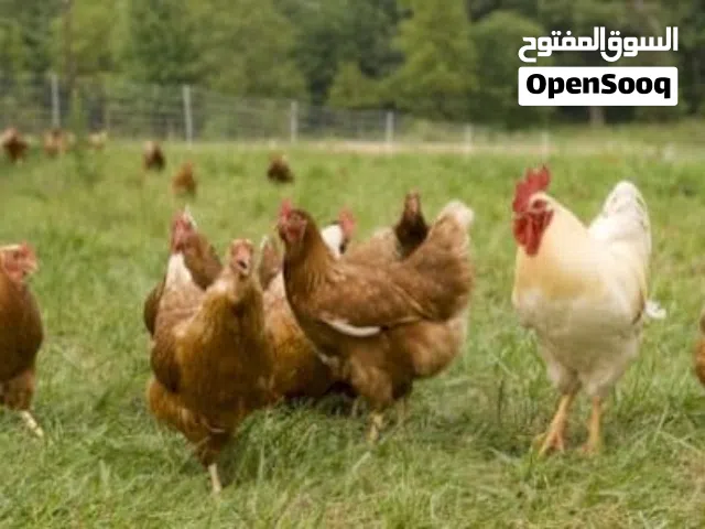 مطلوب دجاج بلدي بياض
