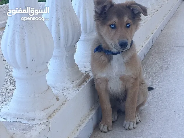 Mix labrador husky