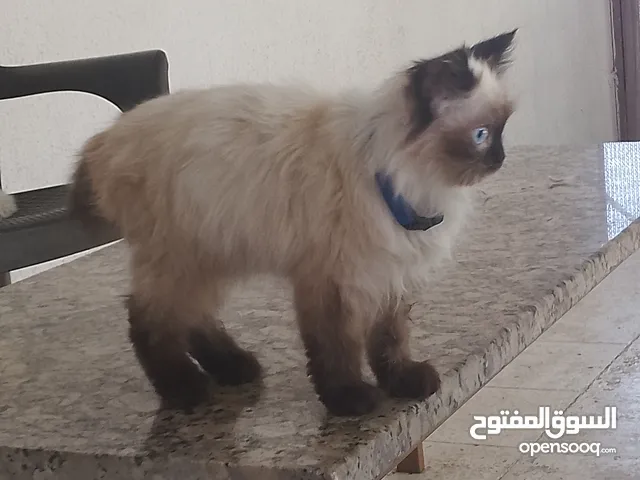 هملايا للبيع لعمر شهرين