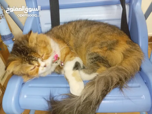 قطه سكوتس فولد و قط هملايا صحه و نظافه قطة انثى 11 شهر  و ذكر سنتين شبه تبني بسعر رمزي  يمكن تزاوج