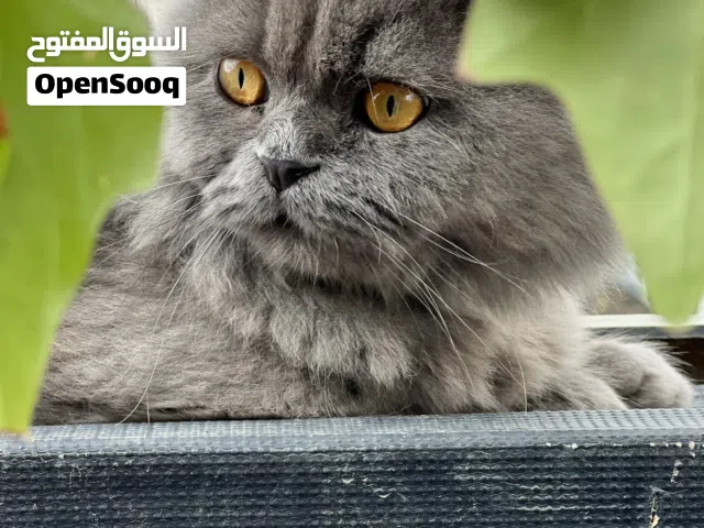 سكوتش فولد لونج هير انتاج عالي لتحسين النسل