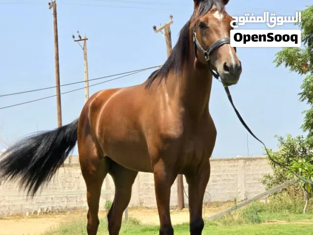 فرس للبيع.