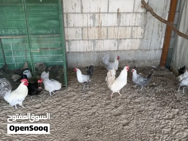 البيع دجاج فيومي 4 دجاجات وديج بياض  او البدل مع دجاج عربي قديم سيافي ترثه دندراوي ولا احمر