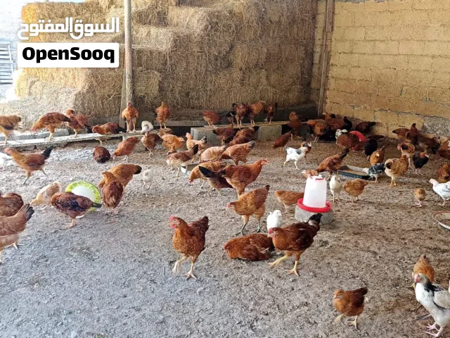 للبيع دجاج فرنسي الأحمر وكولبي البيور