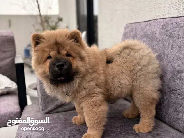 للبيع كلب تشاو تشاو بيور 100٪