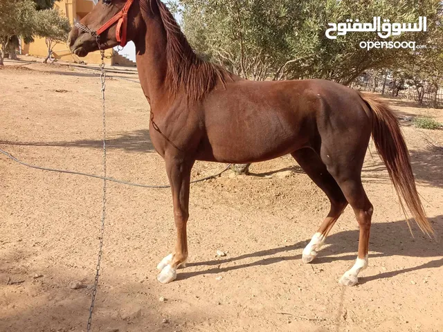 مهره بنت المعلم