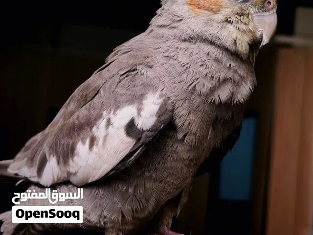 طائر كوكتيل اليف للبيع