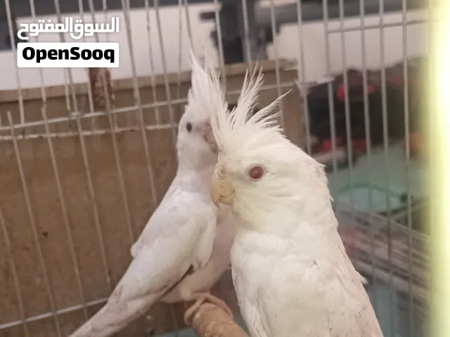 كوكتيل ألبينو شغال وتحته بيض