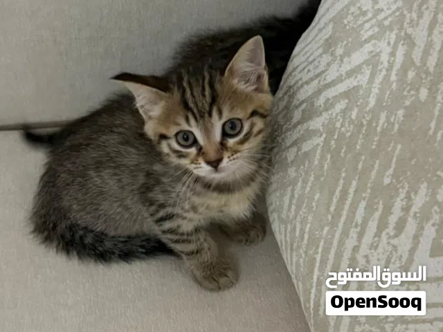 كتن لتبني العمر شهرين