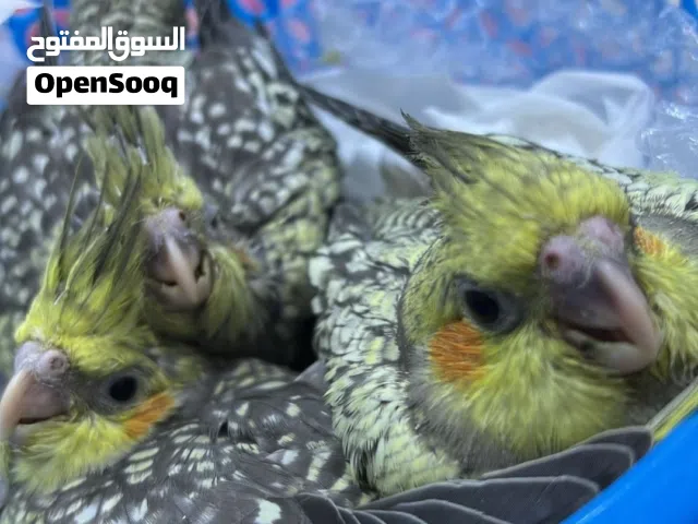 طيور كوكتيل جميله