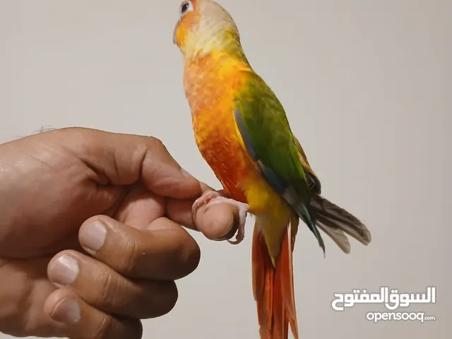 Red factor pineapple conure