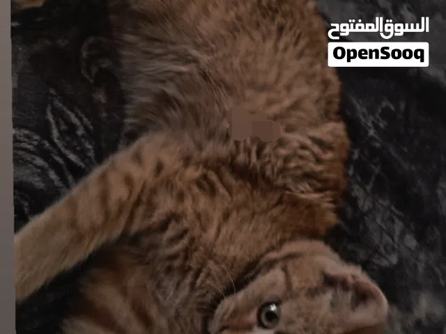 اسعر(3)الف فقط شيرازي اقرأ الوصف الذي يوجد في اصوره رقم(2)