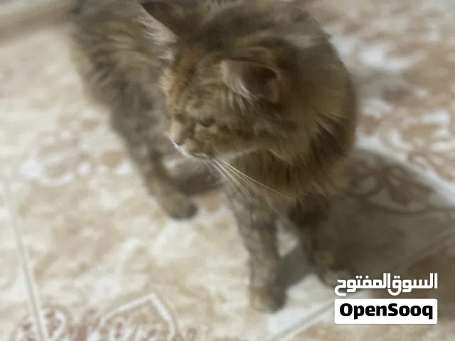 قط للبيع شعراني شيرازي