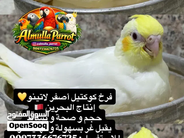 كوكتيل اصفر لاتينو