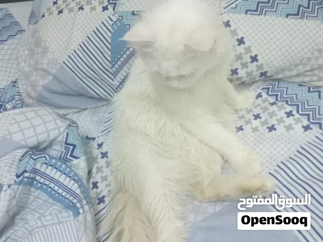 قط شيرازي أبيض ذكر عمره 8 شهور. الوصف مهم.