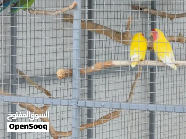 زوج روز اينو شمسي تابع وصف ضروري