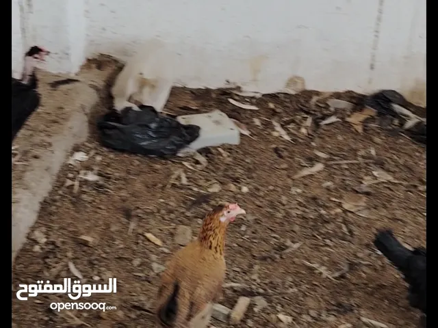 متاح دجاج عرب اصلي
