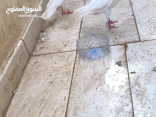 زوج نرويجي ابيض