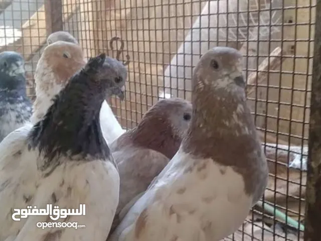 مطلوب تور او فرخات زواجل