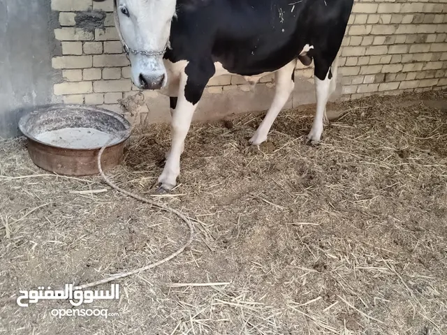 عجل سمين للبيع