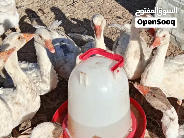 بطوط للبيع