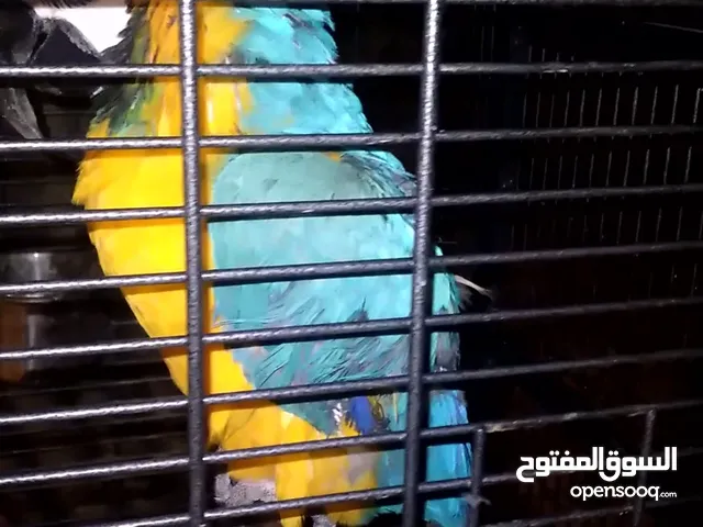 مكاو ربوه يتكلم