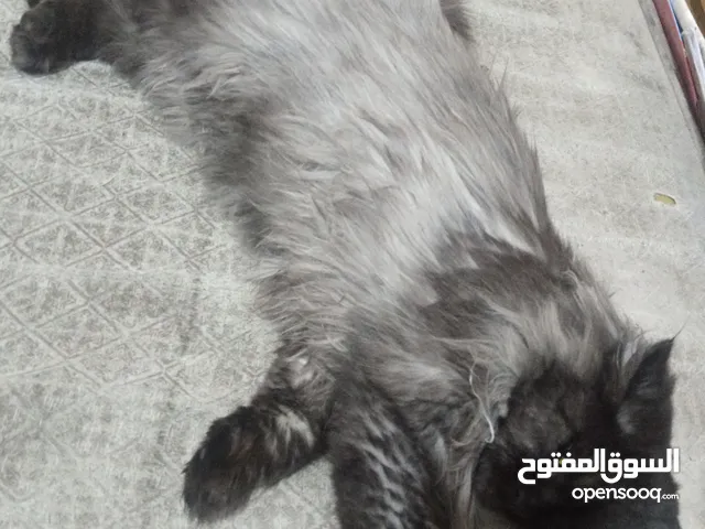 قطة هملايا للبيع