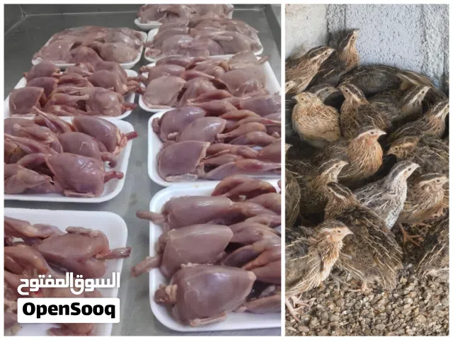 طيور السمان