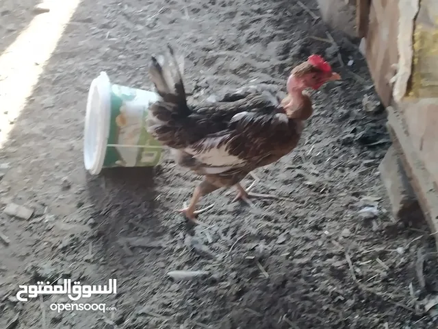 دجاج للبيع