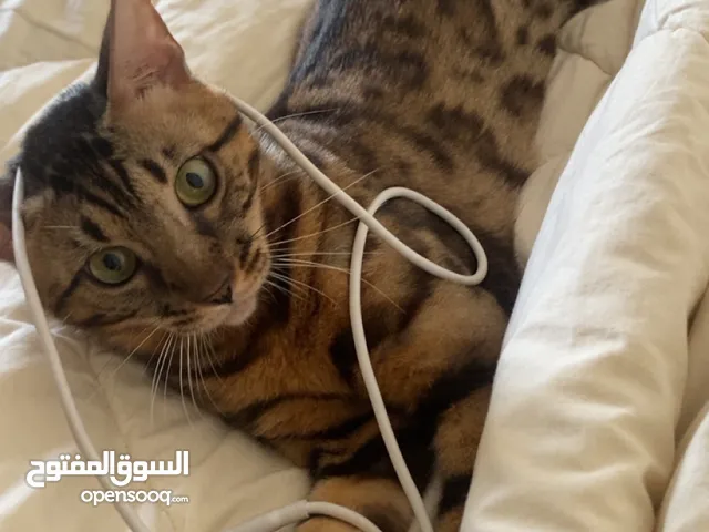 قط بنغال بسعر ممتاز للبيع