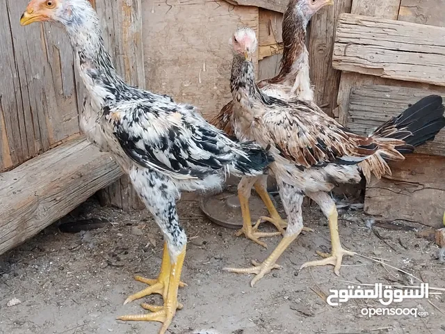 فراخ هندي شبابات نتايتين وديك