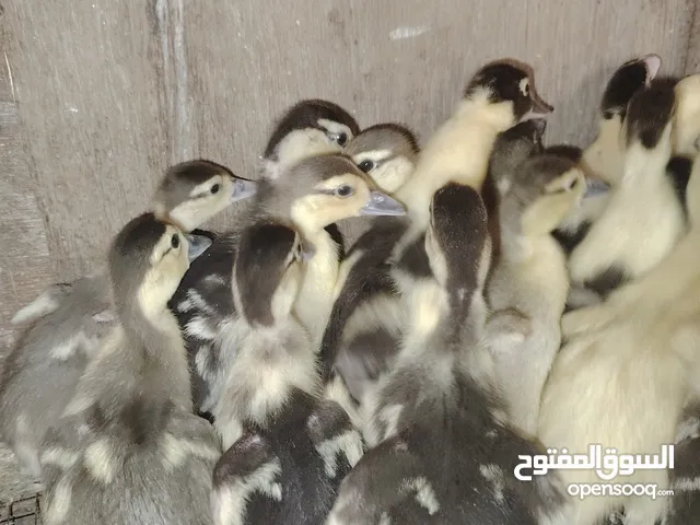 صوص بط مصري وفقاسه اتوماتيك للبيع