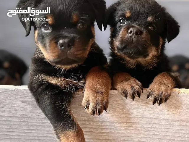 Perfect Rottweiler puppies for salr