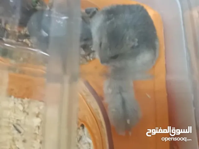 Hamster for SALE.. 2.5 rials ONLY