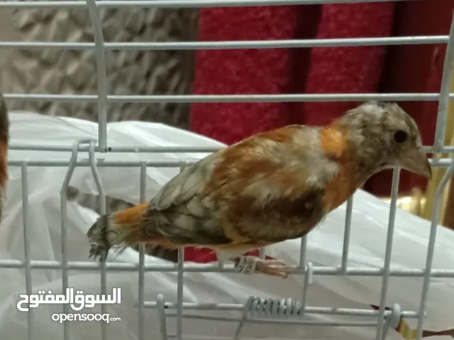 للبيع فرخ سسكن باستيل لغه شامية
