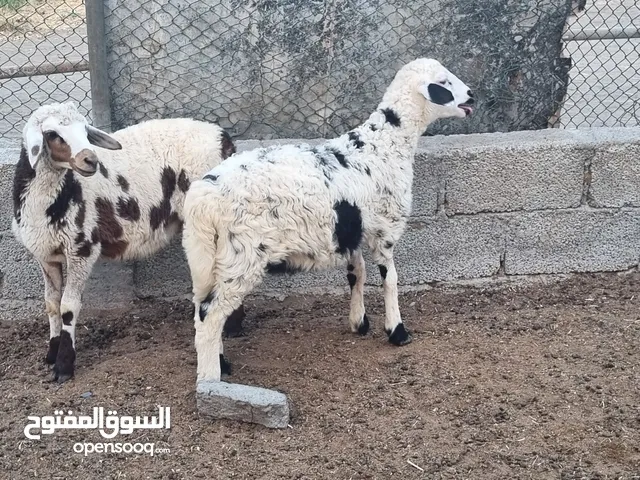 كباشه وحملات شي حال ذبح وشي حال تربيه