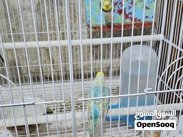 طيور بادجي طيور حب للبيع