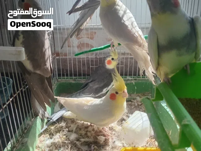 4 كوبيات سعرهم حررق كاش و تحويل