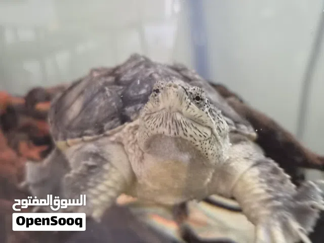 snapping turtle